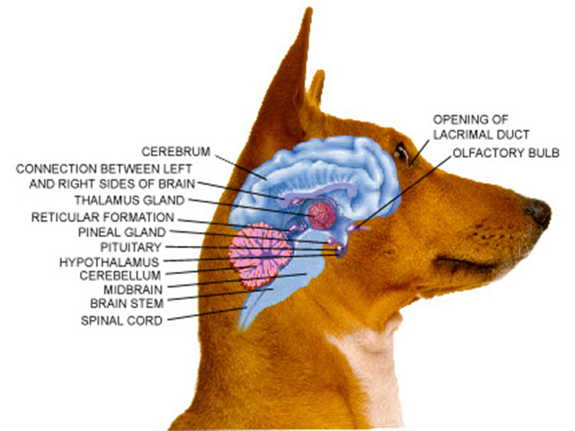 a dogs brain